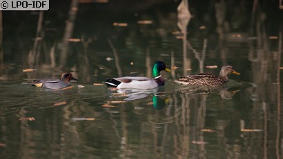 Canard colvert