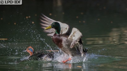 Canard colvert