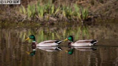 Canard colvert