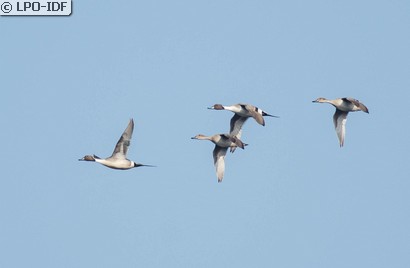 Canard pilet