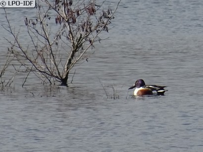 Canard souchet