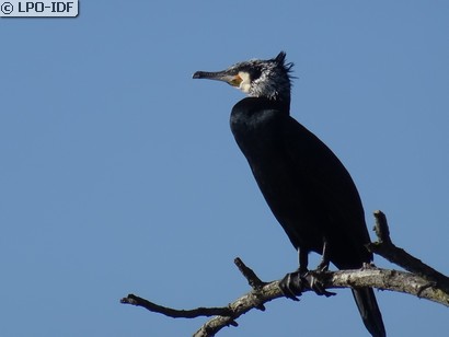 Grand Cormoran