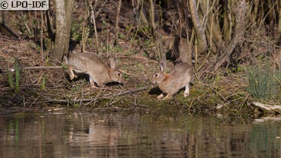 Lapin de garenne