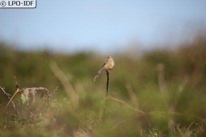 Linotte mélodieuse