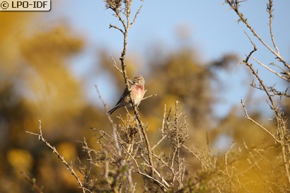 Linotte mélodieuse