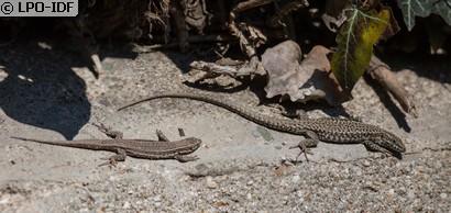 Lézard des murailles