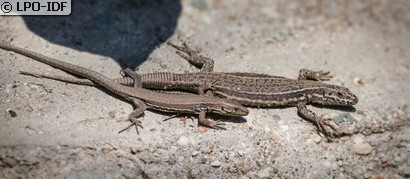 Lézard des murailles