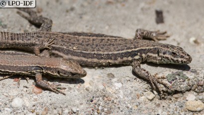 Lézard des murailles