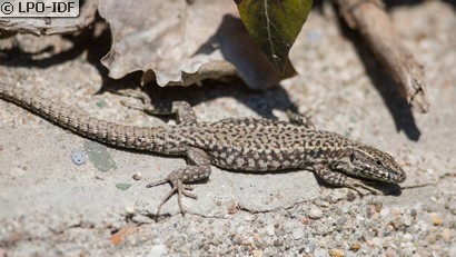Lézard des murailles