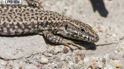 Lézard des murailles