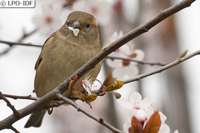 Moineau domestique