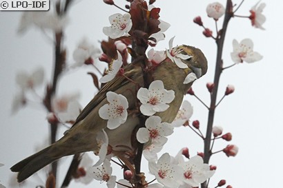 Moineau domestique