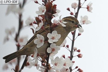 Moineau domestique