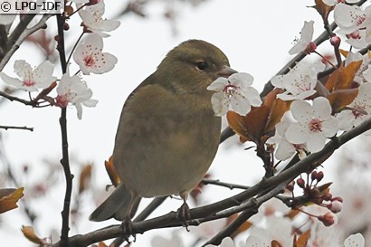 Moineau domestique