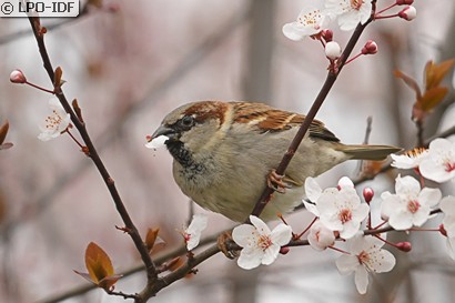 Moineau domestique