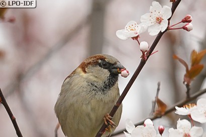 Moineau domestique