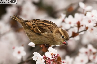 Moineau domestique