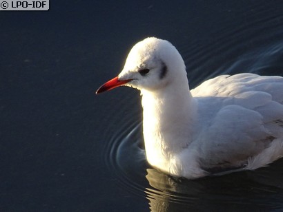 Mouette rieuse