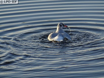 Mouette rieuse