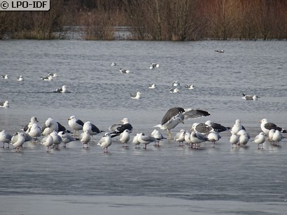 Mouette rieuse