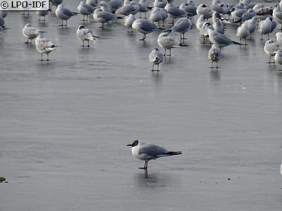 Mouette rieuse
