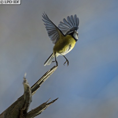 Mésange bleue