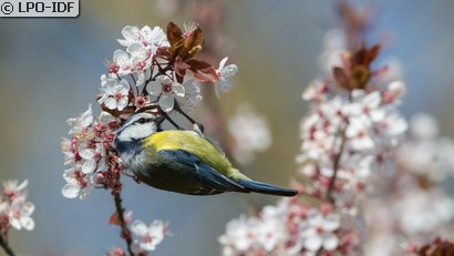 Mésange bleue