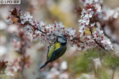Mésange bleue