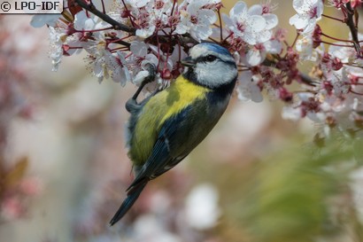 Mésange bleue