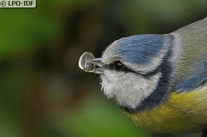 Mésange bleue