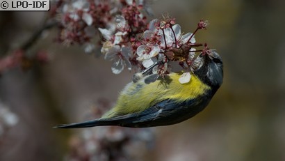 Mésange bleue