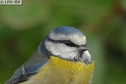 Mésange bleue