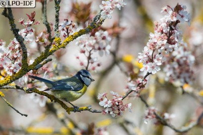 Mésange bleue