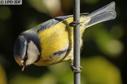 Mésange bleue