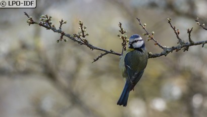 Mésange bleue