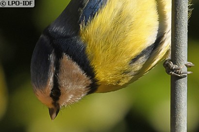 Mésange bleue