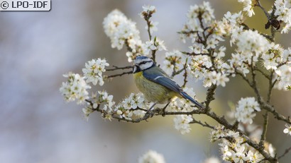 Mésange bleue