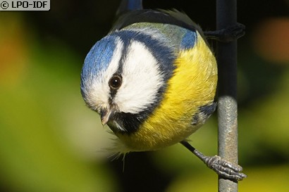 Mésange bleue