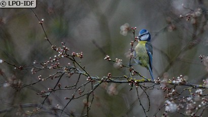 Mésange bleue