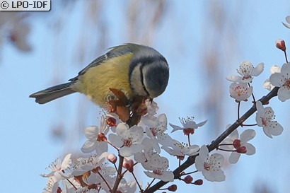 Mésange bleue
