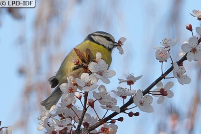 Mésange bleue