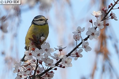 Mésange bleue