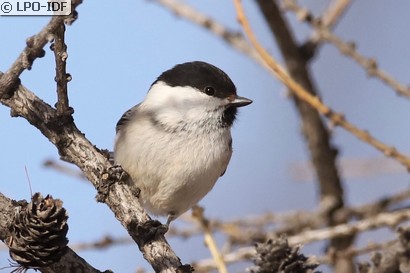 Mésange boréale