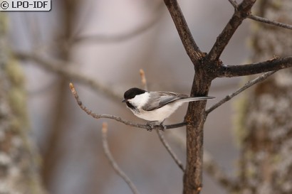 Mésange boréale