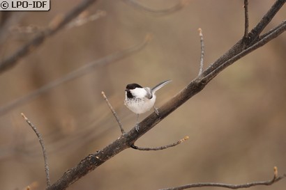 Mésange boréale