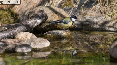 Mésange charbonnière
