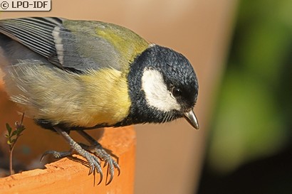 Mésange charbonnière