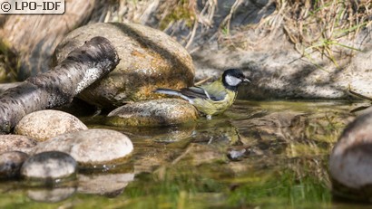 Mésange charbonnière