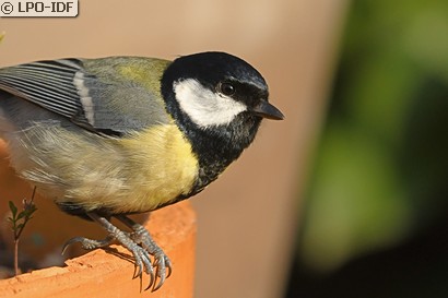 Mésange charbonnière