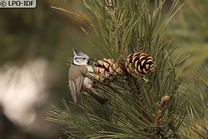 Mésange huppée
